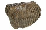 Partial, Fossil Woolly Mammoth Molar - Siberia #235037-3
